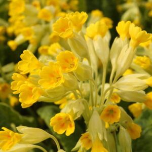 Primula veris Schlüsselblume