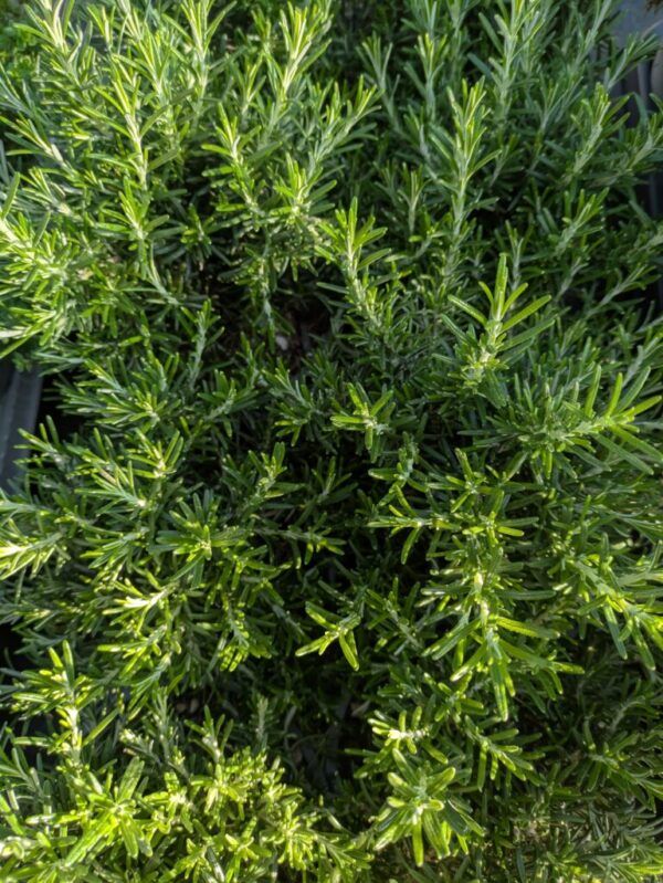 Rosmarinus officinalis Veitshöchheim Rosmarin
