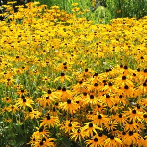 Rudbeckia fulgida Goldsturm Sonnenhut