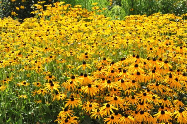 Rudbeckia fulgida Goldsturm Sonnenhut