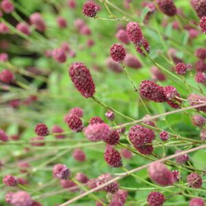 Sanquisorba officinalis Großer Wiesenknopf