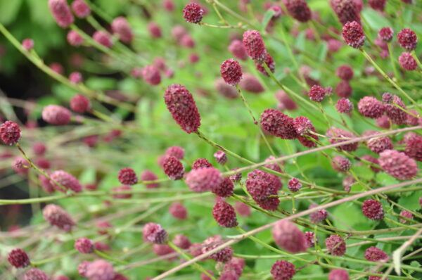 Sanquisorba officinalis Großer Wiesenknopf
