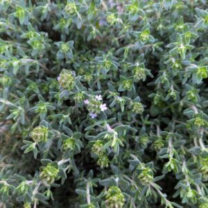 Thymus vulgaris Echter Thymian