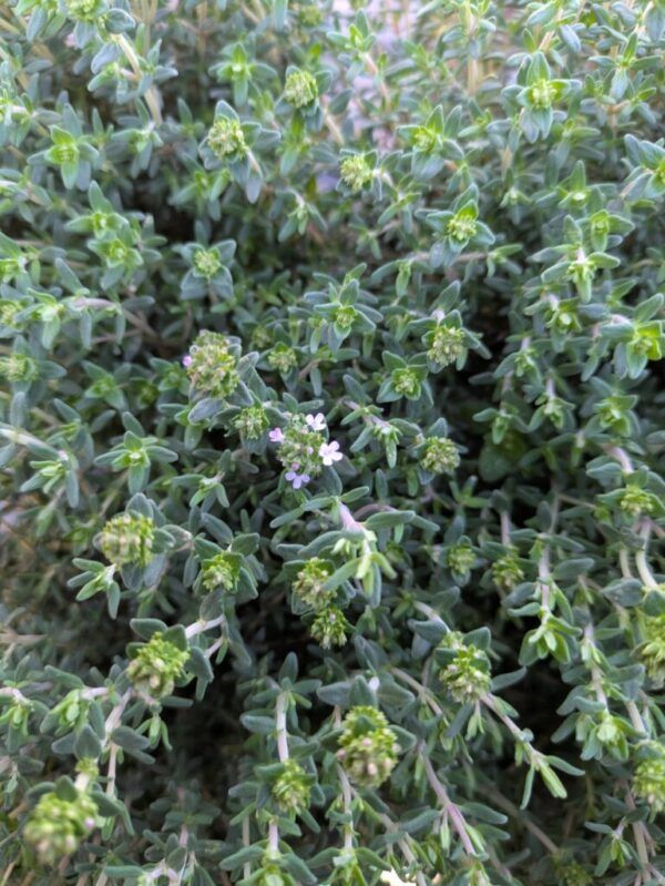 Thymus vulgaris Echter Thymian