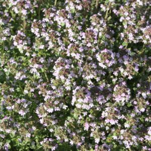 Thymus x citriodorus Silver Queen  Thymian