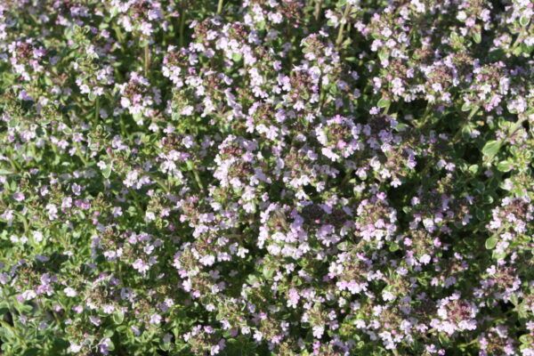 Thymus x citriodorus Silver Queen  Thymian