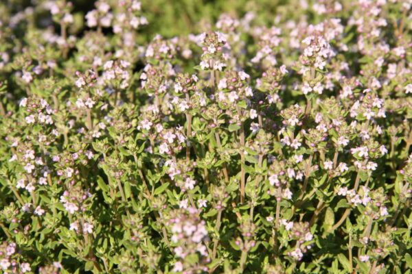 Thymus vulgaris Echter Thymian – Bild 3