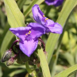 Tradescantia Andersoniana Hyb. Bluestone Dreimasterblume