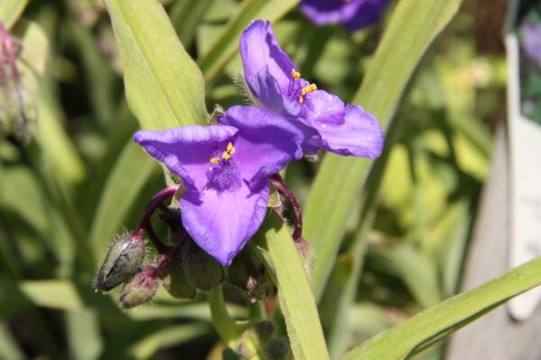Tradescantia Andersoniana Hyb. Bluestone Dreimasterblume