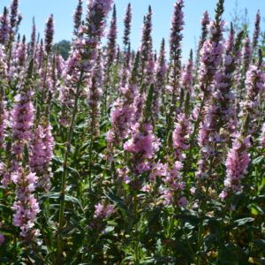 Lythrum salicaria Blush Blut - Weiderich