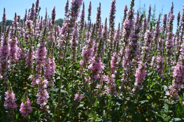 Lythrum salicaria Blush Blut - Weiderich