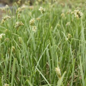 Sesleria caerulea Moor - Kopfgras