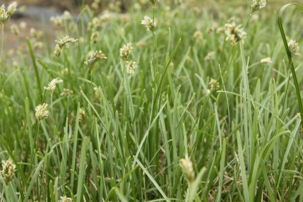 Sesleria caerulea Moor - Kopfgras
