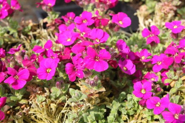 Aubrieta Hybr. Rubinfeuer Blaukissen