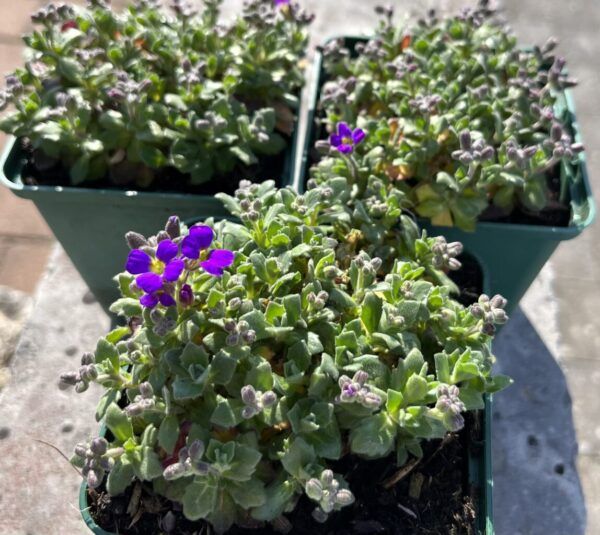 Aubrieta Hybr. Hamburger Stadtpark Blaukissen – Bild 2