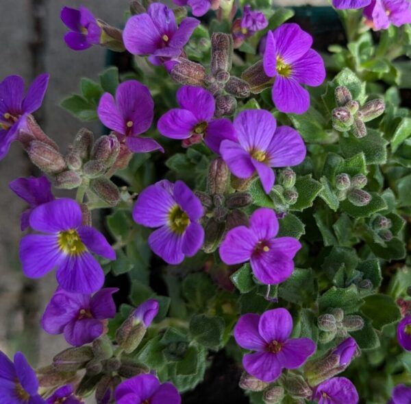 Aubrieta Hybr. Hamburger Stadtpark Blaukissen