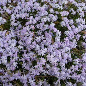 Phlox subulata Emerald Cushion Blue Teppich - Flammenblume
