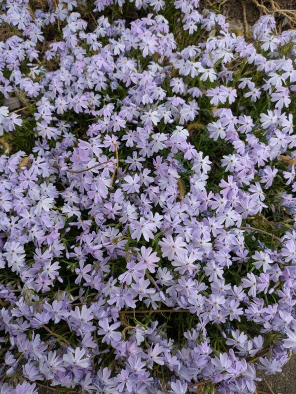 Phlox subulata Emerald Cushion Blue Teppich - Flammenblume