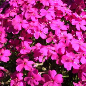 Phlox subulata Atropurpurea Teppich - Flammenblume