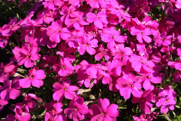 Phlox subulata Atropurpurea Teppich - Flammenblume