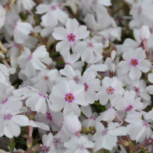 Phlox subulata Amazing Grace Teppich - Flammenblume