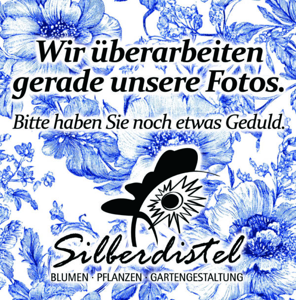 Hosta x tardiana Halcyon Graublaue Funkie – Bild 2