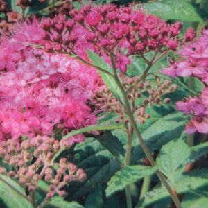 Spiraea japonica Anthony Waterer Zwergspiere