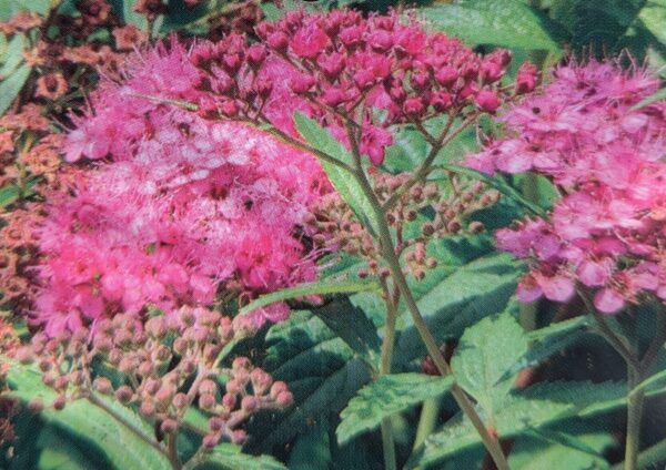 Spiraea japonica Anthony Waterer Zwergspiere