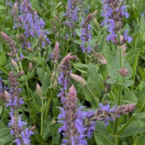 Salvia nemerosa Blauhügel Steppen - Salbei