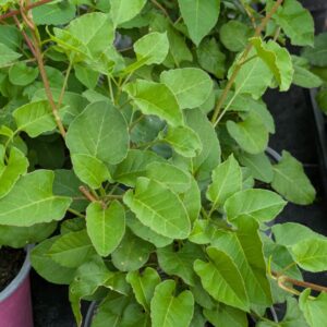 Polygonum aubertii Schlingknöterich