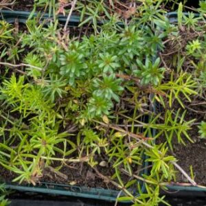 Galium verum Echtes Labkraut