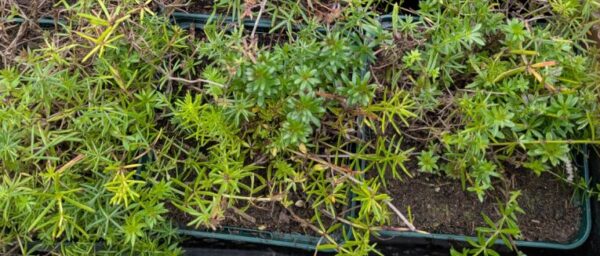 Galium verum Echtes Labkraut