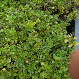 Thymus serpyllum Sand - Thymian