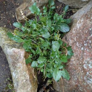 Barbarea vulgaris Gewöhnliches Barbarakraut