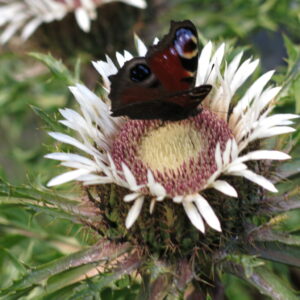 Carlina acaulis Silberdistel
