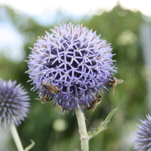 Echinops ritro Ruthenische Kugeldistel