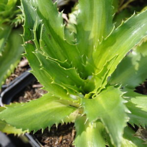 Eryngium agavifolium Agavenblättriger Mannstreu