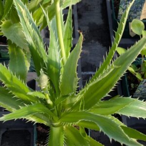 Eryngium agavifolium Agavenblättriger Mannstreu