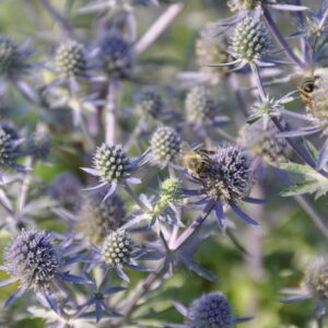 Eryngium planum Flachblatt Mannstreu