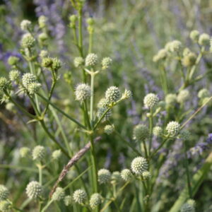 Eryngium yuccifolium Palmlilien -  Mannstreu
