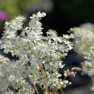 Filipendula ulmaria Echtes Mädesüß