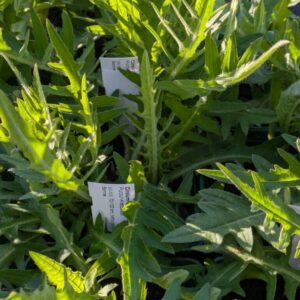 Cirsium rivulare Atropurpureum Purpur - Kratzdistel