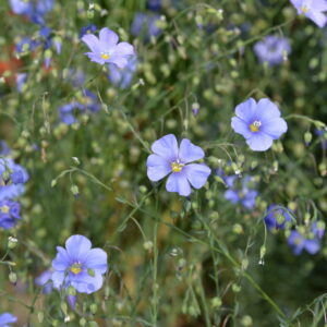 Linum perenne Stauden - Lein