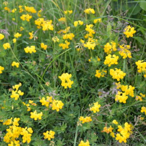 Lotus corniculatus Gewöhnlicher Hornklee