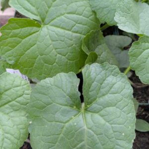 Lunaria rediviva Ausdauerndes Silberblatt