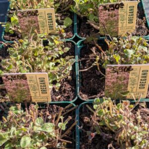Origanum vulgare Echter Dorst