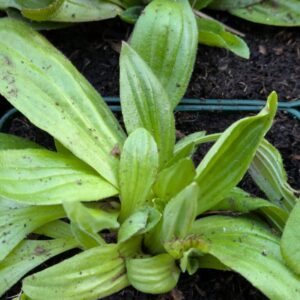Plantago media Mittel - Wegerich