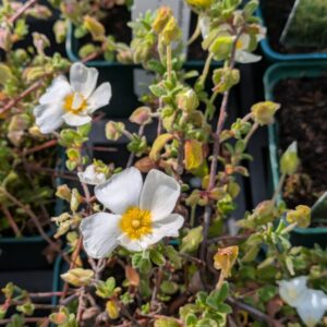 Cistus obtusifolius Weiche Zistrose