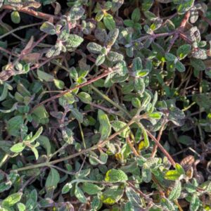 Cistus obtusifolius Weiche Zistrose