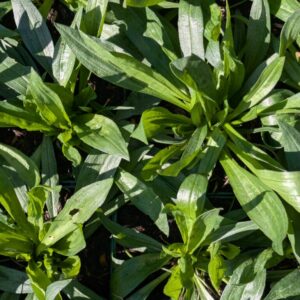 Plantago lanceolata Spitzwegerich